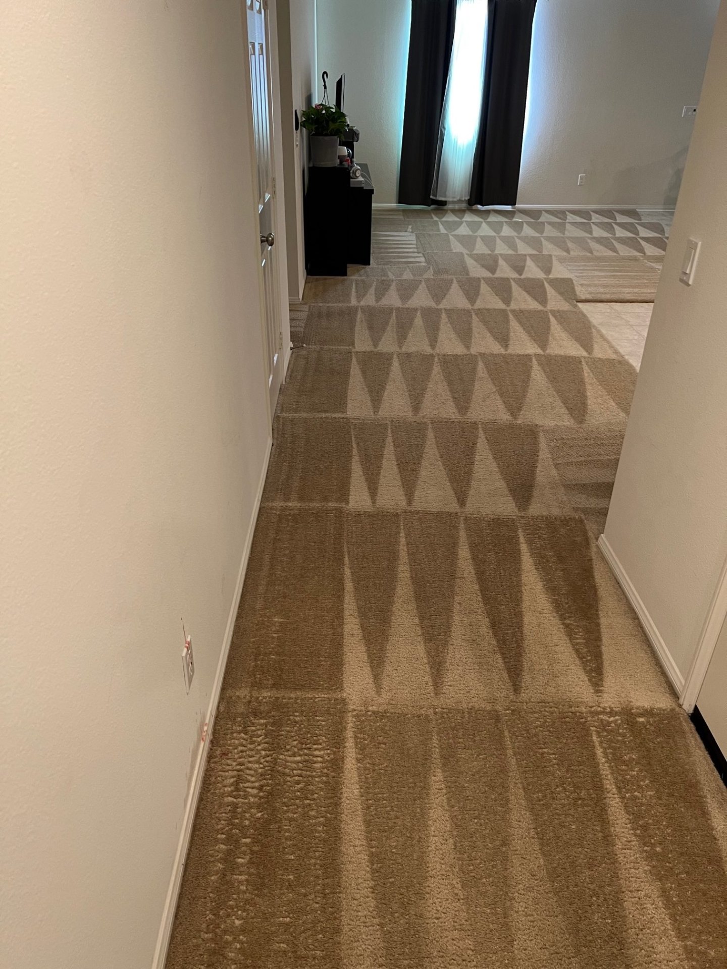 Freshly vacuumed carpet with clean lines