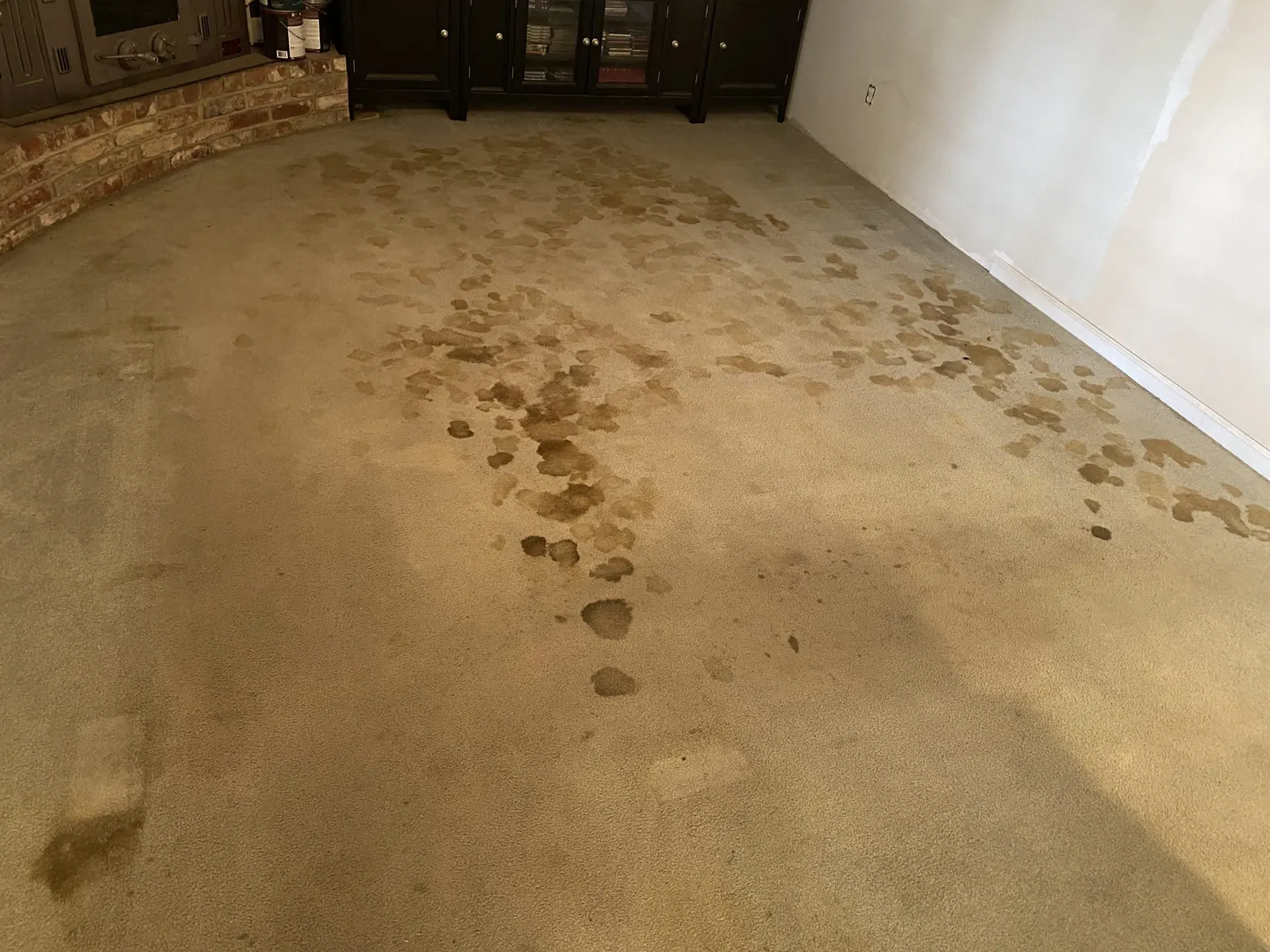 Carpet being inspected for a pet spot